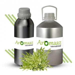 Armoise Essential Oil