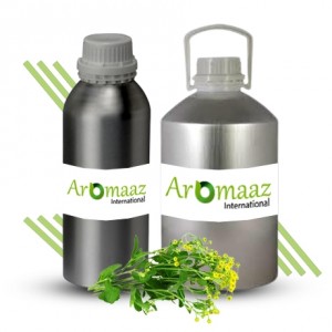 Costmary Essential Oil